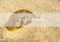 （16字，含标点）